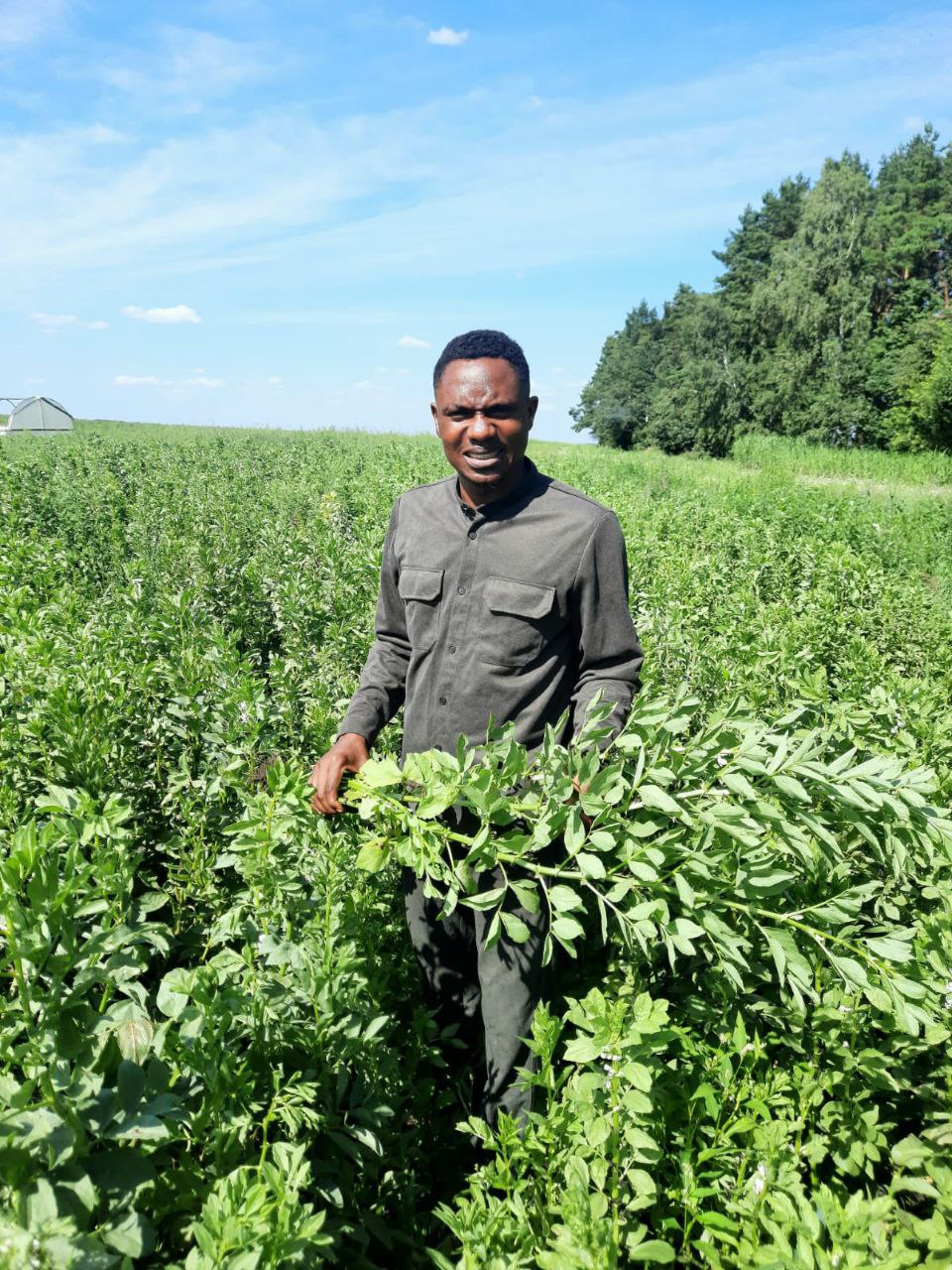 Legume field work